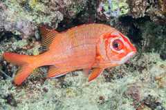 Sargocentron tiere