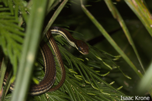 Terrific Bronzeback