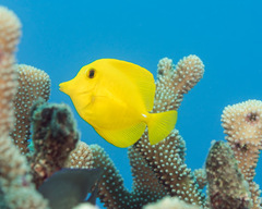 Yellow Tang photo 3