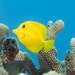 Yellow Tang - Photo (c) David R, some rights reserved (CC BY-NC)