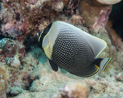 Chaetodon reticulatus
