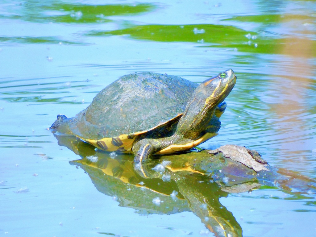 Ornate Slider in December 2023 by Reximiliano · iNaturalist