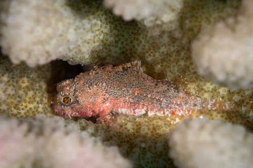 Fowler's scorpionfish (Sebastapistes fowleri) — Scorpaenidae