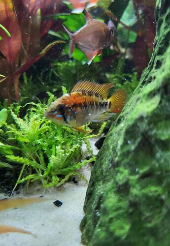 Macmaster's dwarf cichlid (Apistogramma macmasteri) — Cichlidae — 4