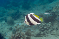 Heniochus diphreutes