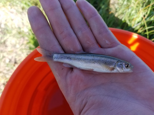 Northern leatherside chub (Lepidomeda copei) — Cyprinidae — 2