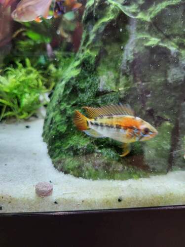 Macmaster's dwarf cichlid (Apistogramma macmasteri) — Cichlidae — 5
