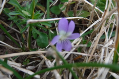 Viola nephrophylla