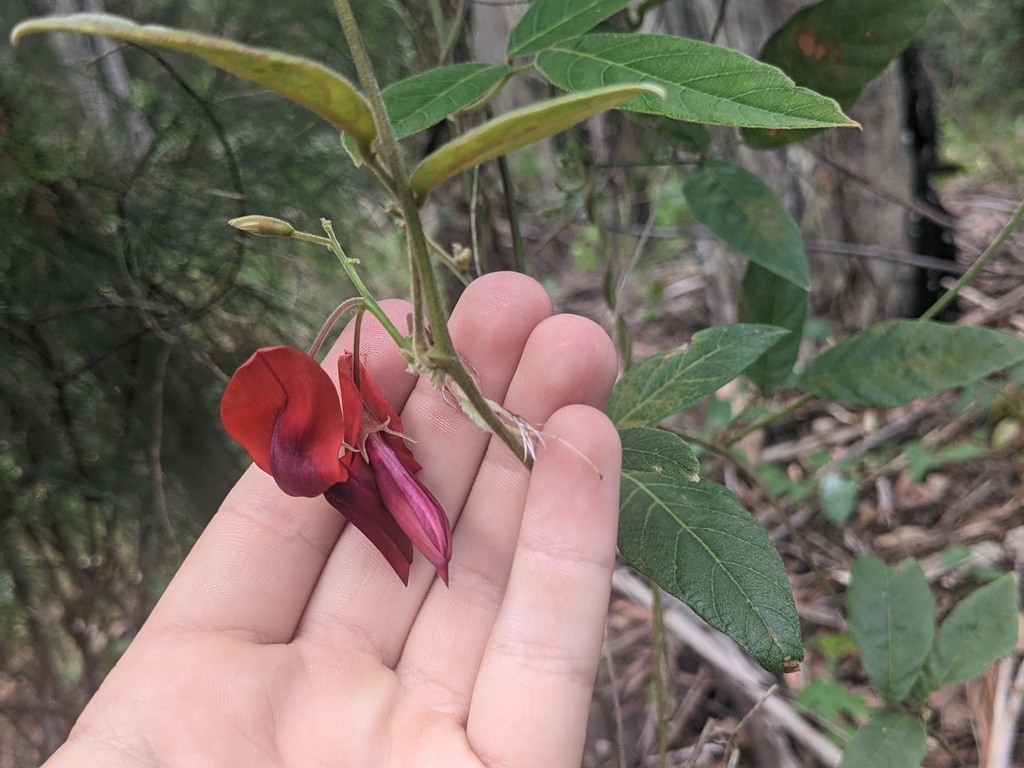 Dusky Coral Pea From Valla Nsw Australia On November At