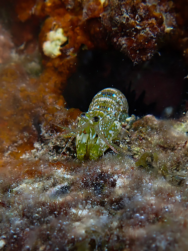 Ciliated False Squilla