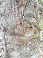 Hoya imbricata, photograph Isaac Krone, CC BY, iNaturalist via GBIF