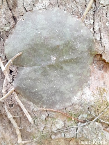 Hoya imbricata, photograph 3