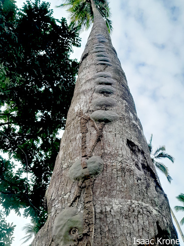Hoya imbricata, photograph 1