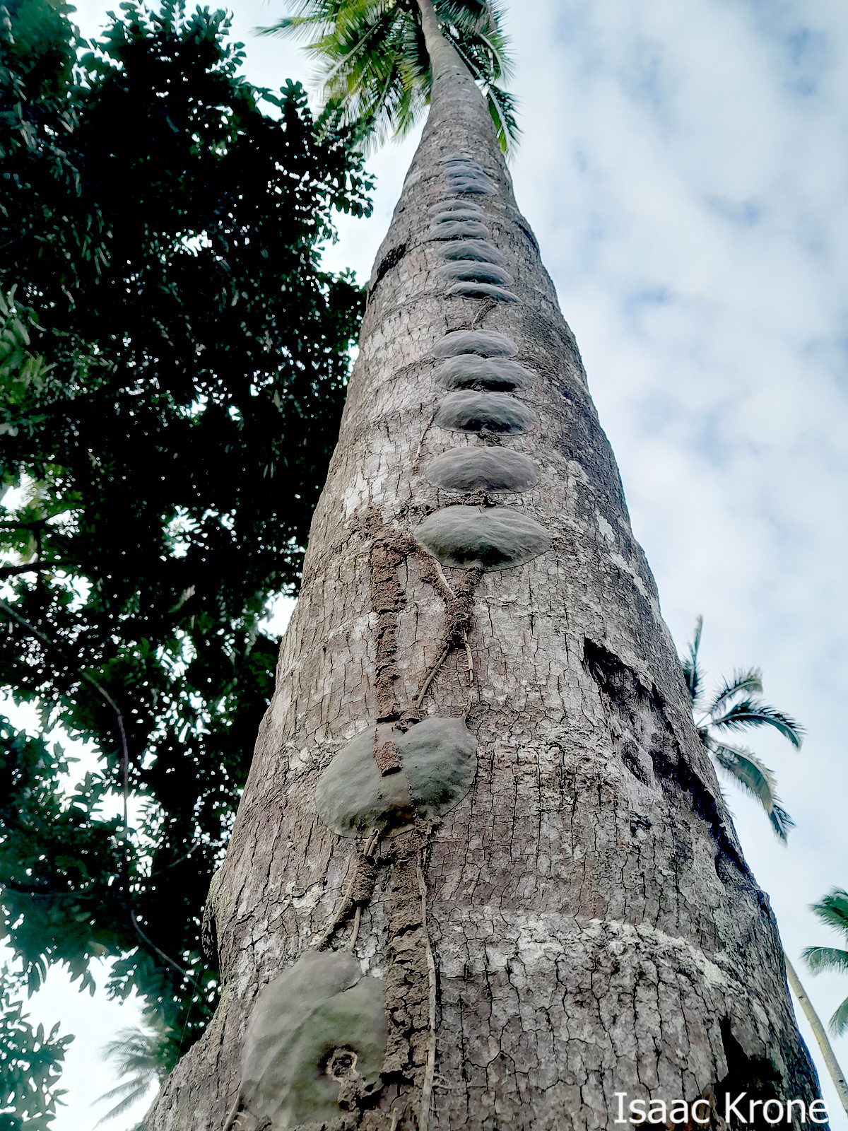 Hoya Imbricata