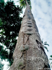 Hoya imbricata, photograph Isaac Krone, CC BY, iNaturalist via GBIF