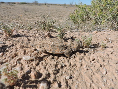 Phrynosoma goodei