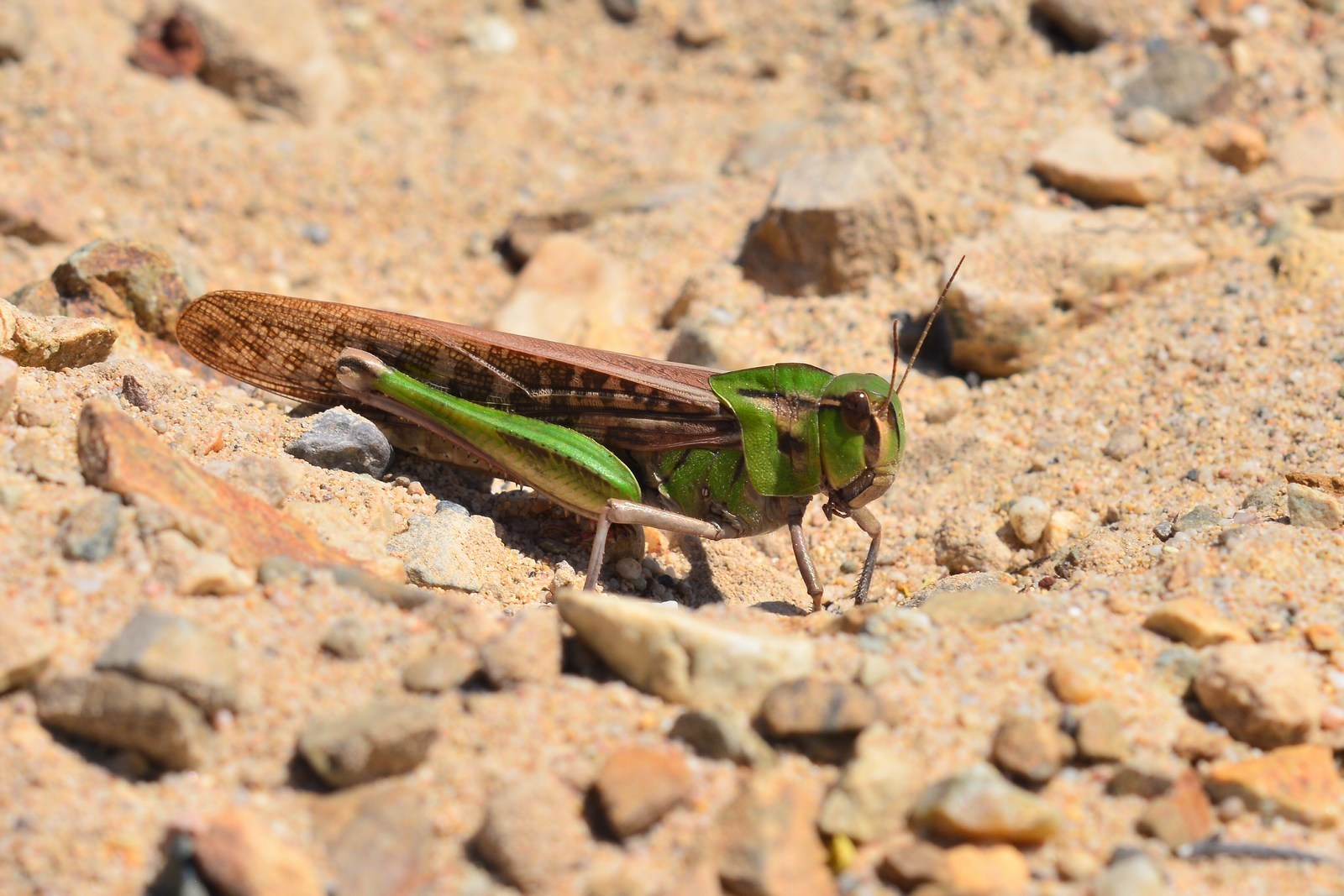 Gafanhoto-Migrador (Locusta migratoria) · BioDiversity4All