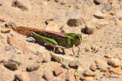 Locusta migratoria cinerascens