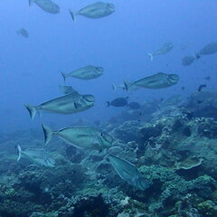 Humpnose Unicornfish photo 5