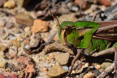 Locusta migratoria cinerascens