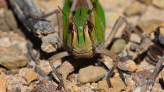Locusta migratoria cinerascens