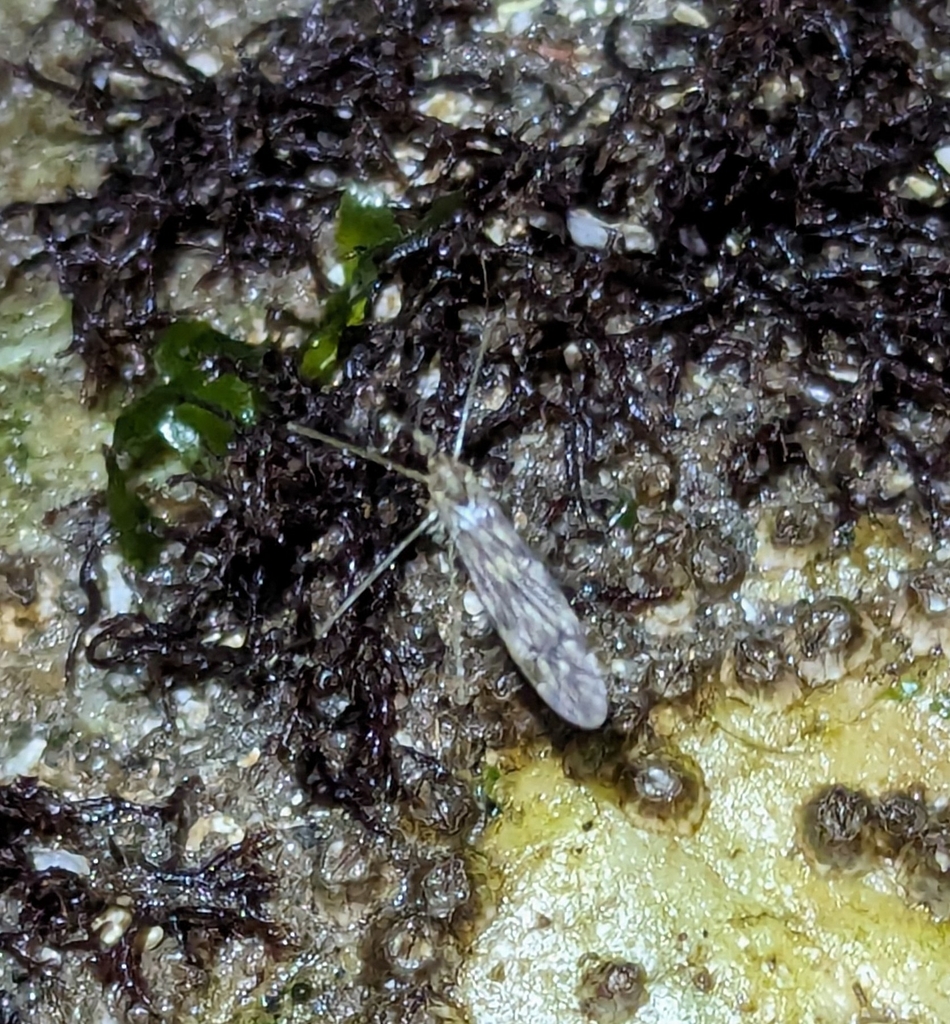 Dicranomyia marmorata