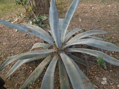 Agave weberi