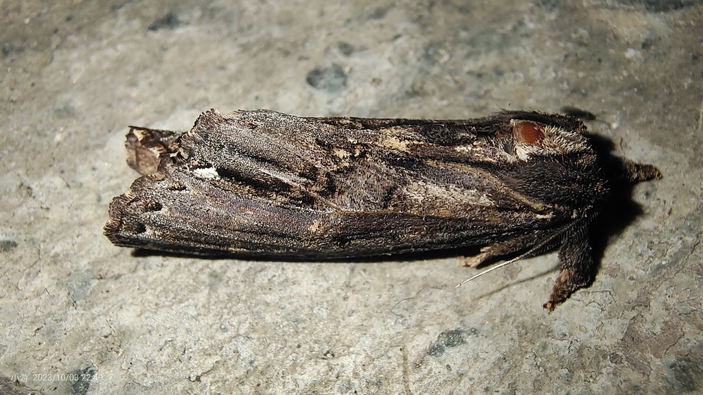Brykia mapalia
