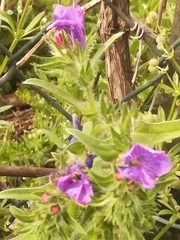 Echium plantagineum