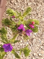 Echium plantagineum