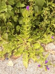 Echium plantagineum