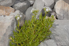 Drypis spinosa