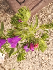 Echium plantagineum