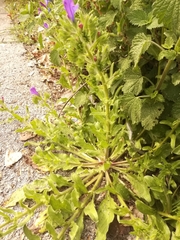 Echium plantagineum