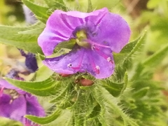 Echium plantagineum