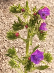Echium plantagineum