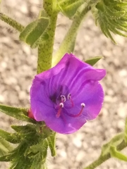 Echium plantagineum