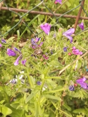 Echium plantagineum