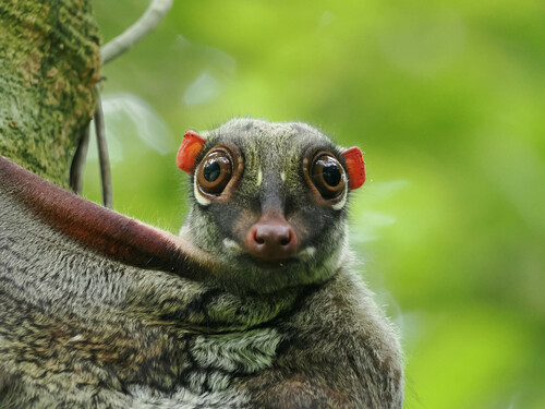 Sunda Colugo, Bukit Panjang, Singapore, photo 8 of 10