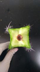 Stenocereus standleyi