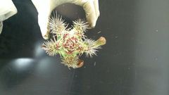 Stenocereus standleyi