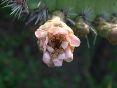 Stenocereus standleyi