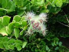 Stenocereus standleyi