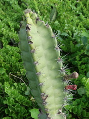 Stenocereus standleyi