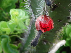 Stenocereus standleyi