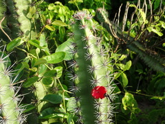 Stenocereus standleyi