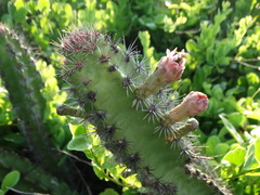 Stenocereus standleyi