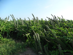 Stenocereus standleyi