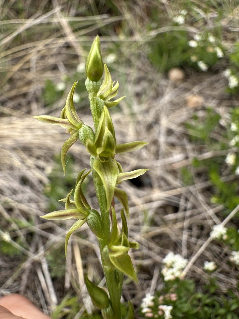 Prasophyllum sphacelatum