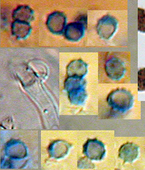 Ramariopsis ramarioides